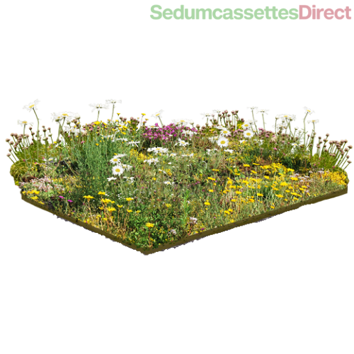  Een speciale sedummat ontworpen om bijen en vlinders aan te trekken, bevordert biodiversiteit.