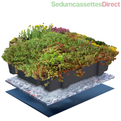 Biodiverse sedumcassettes met een mix van sedumsoorten en kruiden, makkelijk te plaatsen.