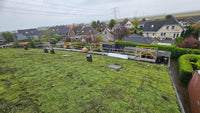 Thumbnail for Een kant-en-klare sedummat type T, ideaal voor groene daken, met een mix van sterke sedumsoorten.