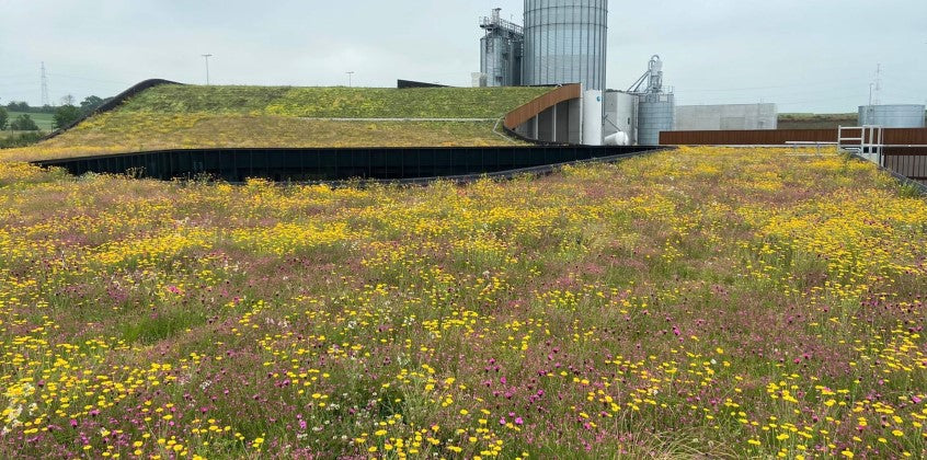 Een sedummat gecombineerd met kruidenplanten, perfect voor een natuurlijke uitstraling en geur.