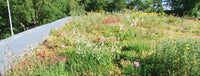 Thumbnail for Een kruidendak met sedum en kruidenplanten, ideaal voor een functioneel en esthetisch groen dak.