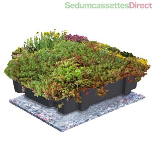 Biodiverse sedumcassettes met een mix van sedumsoorten en kruiden, makkelijk te plaatsen.