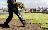 Thumbnail for Een standaard sedummat, eenvoudig te plaatsen voor een onderhoudsvriendelijk groen dak.