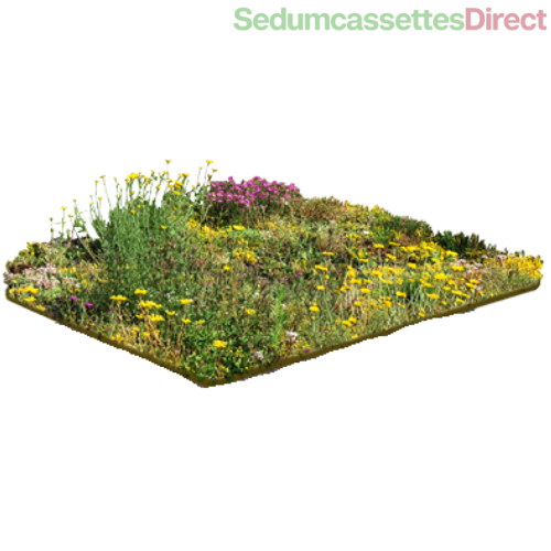 Een sedummat gecombineerd met kruidenplanten, perfect voor een natuurlijke uitstraling en geur.