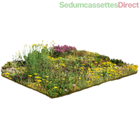 Thumbnail for Een sedummat gecombineerd met kruidenplanten, perfect voor een natuurlijke uitstraling en geur.