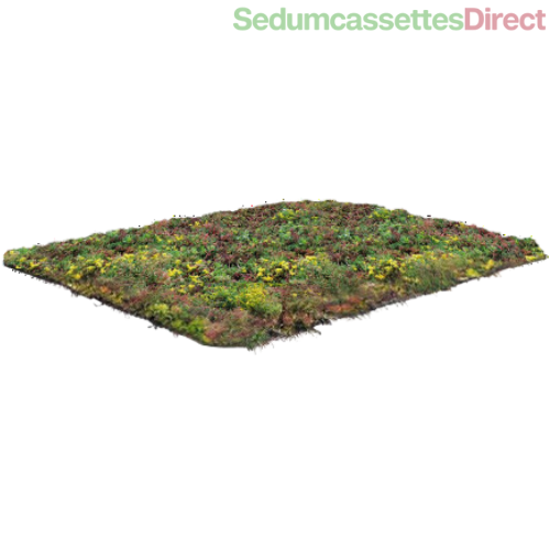 Een standaard sedummat, eenvoudig te plaatsen voor een onderhoudsvriendelijk groen dak.