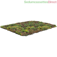Thumbnail for Een standaard sedummat, eenvoudig te plaatsen voor een onderhoudsvriendelijk groen dak.